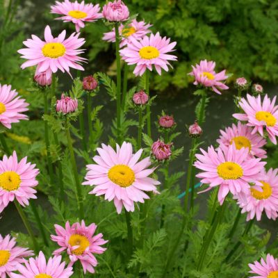 Tanacetum RADIANT™ 'Light Pink'