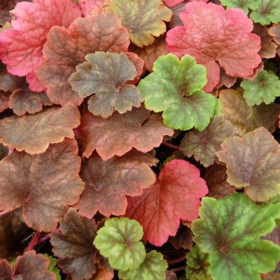 Tellima 'Forest Frost'