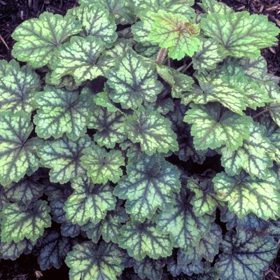 Tellima 'Forest Frost'