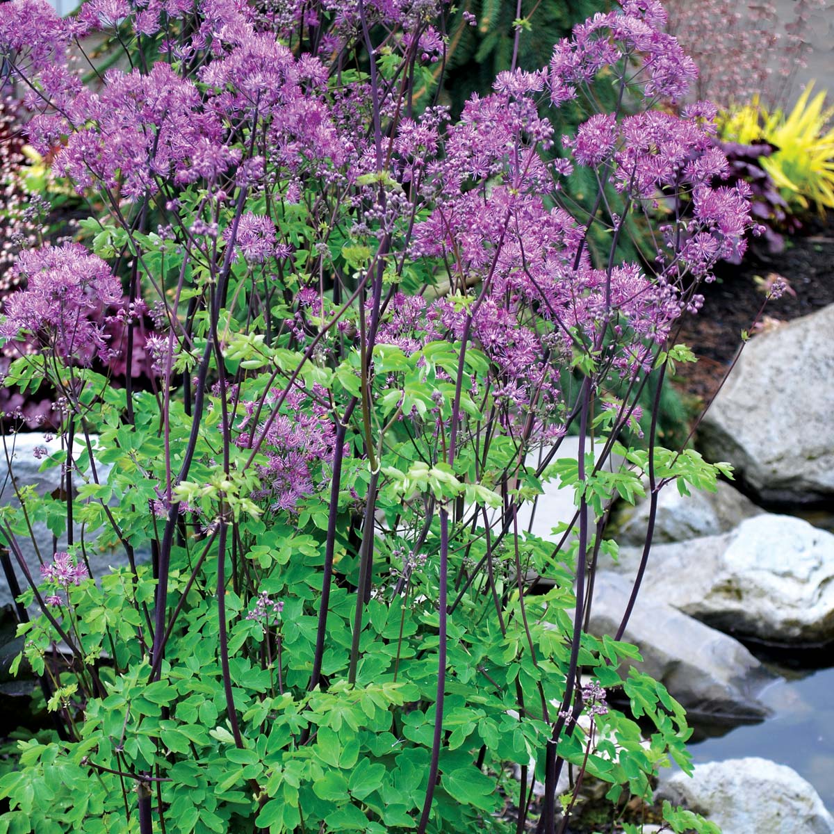 Thalictrum 'Black Stockings'