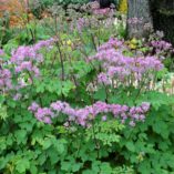 Thalictrum 'Black Stockings'