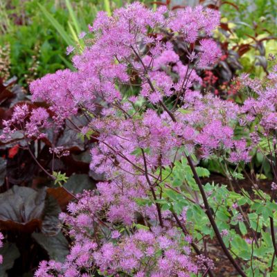 Thalictrum 'Black Stockings'