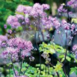 Thalictrum 'Black Stockings'