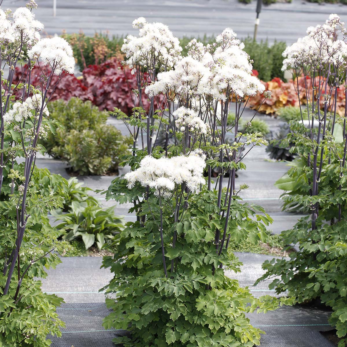 Thalictrum 'Black Stockings White'