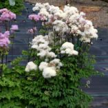 Thalictrum 'Black Stockings White'