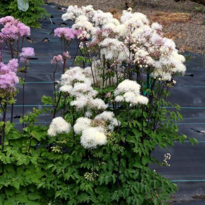 Thalictrum BLACK STOCKINGS™ 'White'