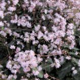 Thalictrum 'Evening Star'