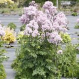 Thalictrum NIMBUS™ 'Pink'