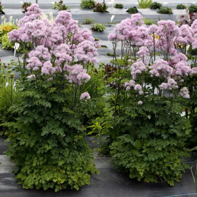 Thalictrum NIMBUS™ 'Pink'