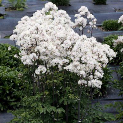 Thalictrum NIMBUS™ 'White'