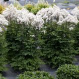 Thalictrum NIMBUS™ 'White'