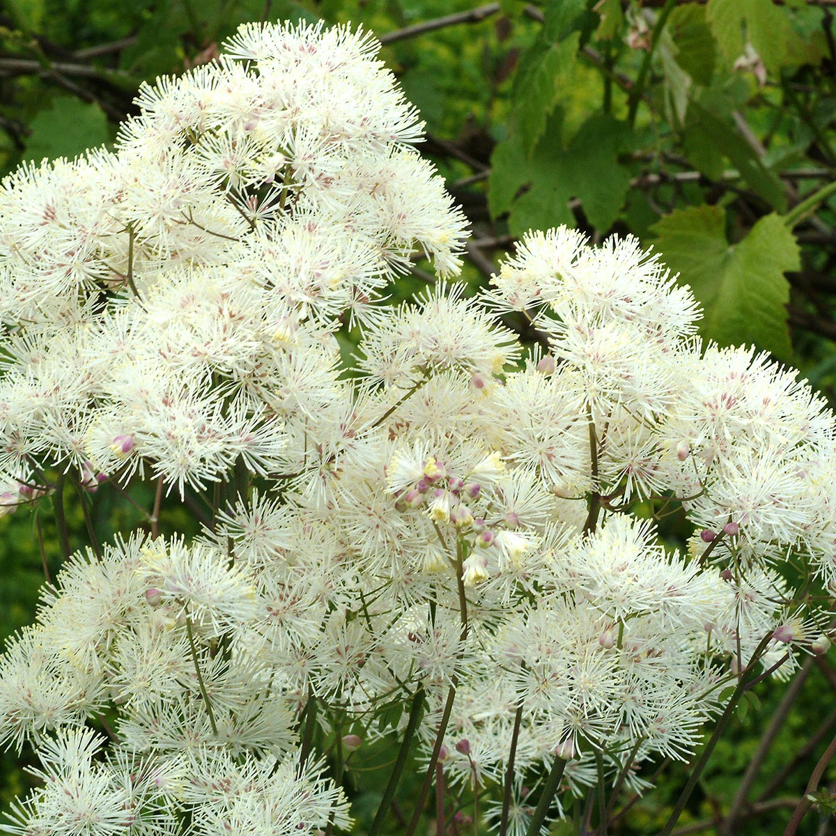 Thalictrum 'Sparkler'