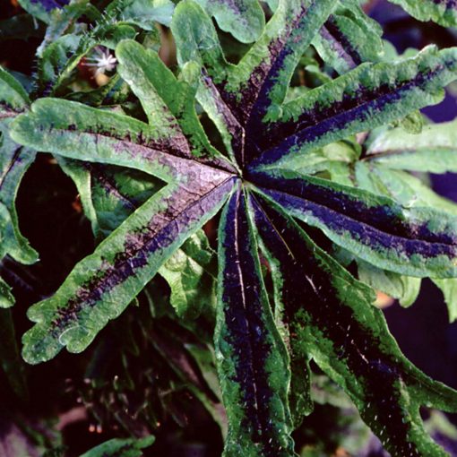 Tiarella 'Black Snowflake'