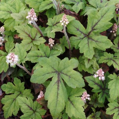 Tiarella 'Black Velvet'