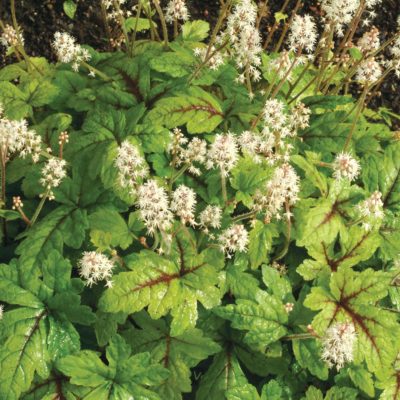 Tiarella 'Black Velvet'