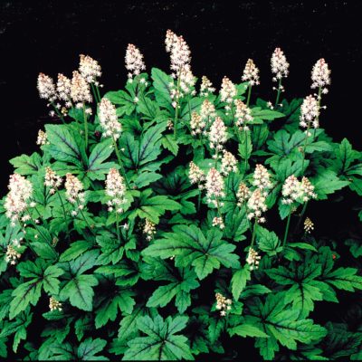 Tiarella 'Black Velvet'