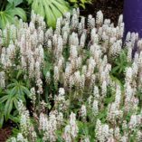 Tiarella 'Candy Striper'