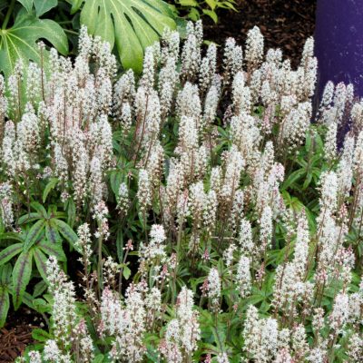 Tiarella 'Candy Striper'