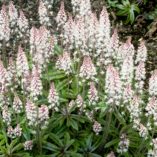 Tiarella 'Candy Striper'