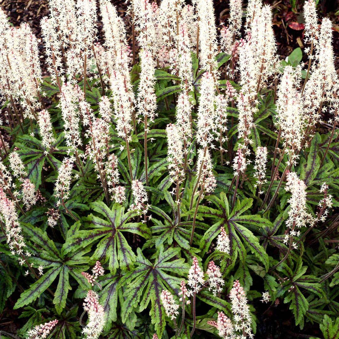 Tiarella Candy Striper TERRA NOVA Nurseries Inc tiarella-candy-striper-terra-nova-nurseries-inc