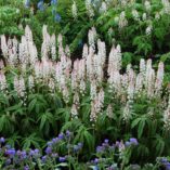 Tiarella 'Candy Striper'