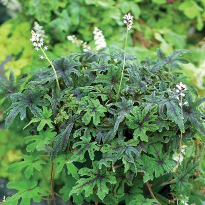 Tiarella 'Cascade Creeper'