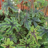 Tiarella 'Cascade Creeper'