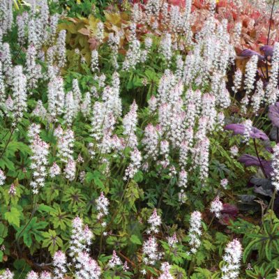 Tiarella 'Cascade Creeper'