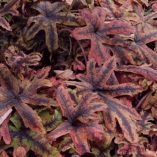 Tiarella 'Cascade Creeper'