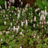 Tiarella 'Cascade Creeper'