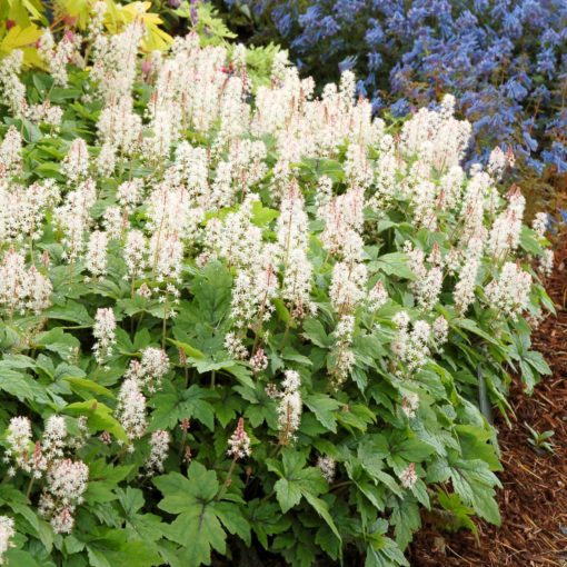 Tiarella 'Crow Feather'