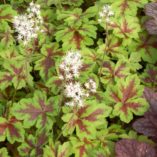 Tiarella 'Crow Feather'