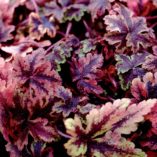 Tiarella 'Crow Feather'