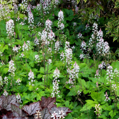 Tiarella 'Crow Feather'