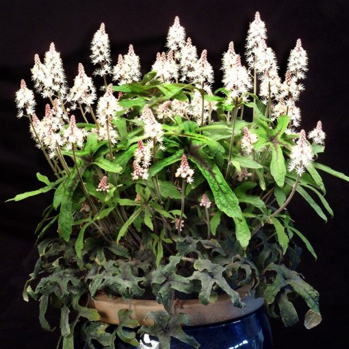 Tiarella 'Cygnet'