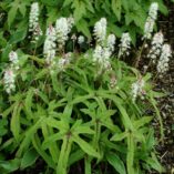 Tiarella 'Cygnet'