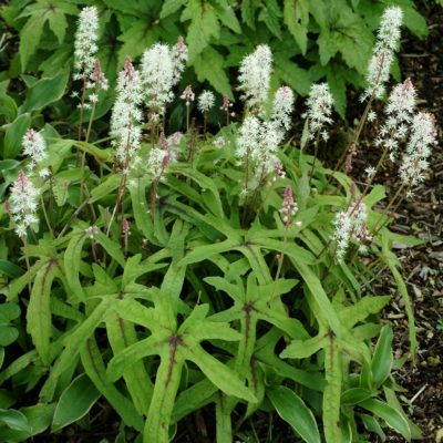 Tiarella 'Cygnet'