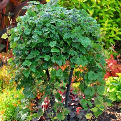 Tiarella 'Happy Trails'