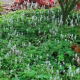 Tiarella 'Happy Trails'