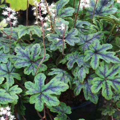 Tiarella 'Happy Trails'