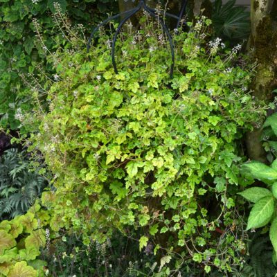 Tiarella 'Happy Trails'