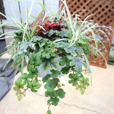 Tiarella 'Happy Trails'