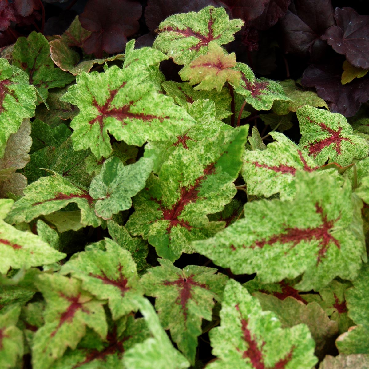 Tiarella 'Heronswood Mist'