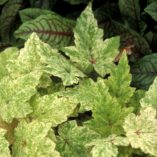 Tiarella 'Heronswood Mist'