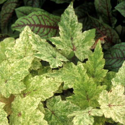 Tiarella 'Heronswood Mist'