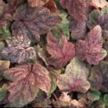 Tiarella 'Heronswood Mist'