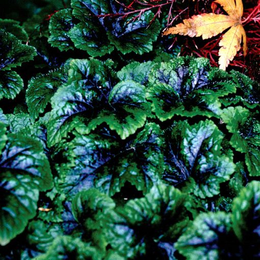 Tiarella 'Inkblot'