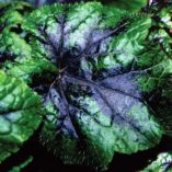 Tiarella 'Inkblot'