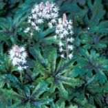 Tiarella 'Iron Butterfly'