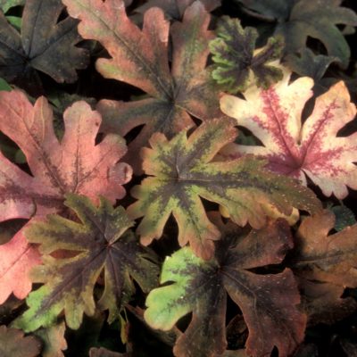 Tiarella 'Iron Butterfly'